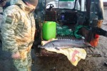 За рыбу отобрали машину «ВАЗ-21124» и дали сначала 6 лет