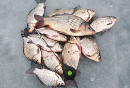 Рыбалка зимой на карася