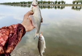 Уловы в низовьях Волги стали в 4 раза меньше