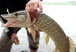 Ловля на живца весной. Ходовая донка 