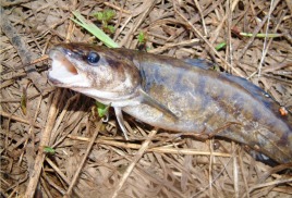 Ловля на живца ночью. Добыча – русская треска 