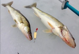 Запретили ловить судака круглый год