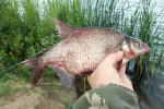 Новые насадки-наживки и «коромысло» – секрет удачи
