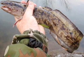 Ловля на живца, резку, выползков. Цель – ночной хищник