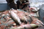 За 6 лососей у рыбака отняли катер и дали 200 часов работ