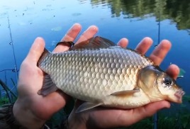 Воздушное тесто – лучшая приманка на крупного карася