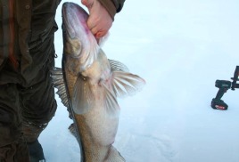 Рыбалка зимой на вертикальную блесну Akara Ice Keinu