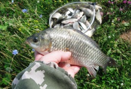 Ловля карася летом на фидер: секреты успешной рыбалки