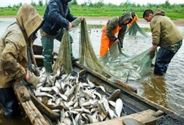 Почему уловы в Волге падают? Это выясняли учёные