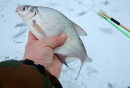 Рыбалка зимой. Новости о клёве рыбы в наших местах