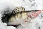Рыбалка зимой на судака. Начало сезона