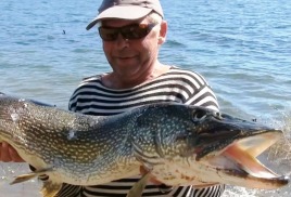 Ловля на живца жерлицами-рогульками. Цель – трофейная щука