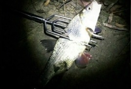 Ловля на живца – рыбалка, а на острогу – 2 года колонии