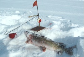 Рыбалка зимой под вопросом. Запрет на ловлю щуки в Волге 