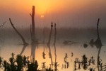 Пираньи в наших водах