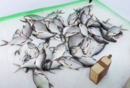 Рыбалка зимой. Ночная ловля леща в палатке