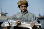 В СССР рыба стоила копейки. Сейчас – как мясо и дороже. Почему 