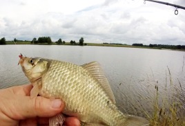 Ловля карася летом на фидер. Наживка – сало 