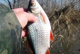Ловля крупной плотвы в весенний ход