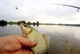 Ловля карася летом на фидер. Секреты успеха