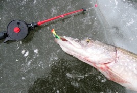 Ловля на живца или Секрет успешности балансиров с подсадкой