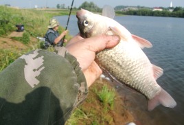 Ловля рыбы летом с оснасткой «убийца карася»