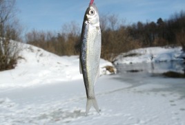 Рыбалка зимой на серебристую уклейку