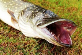 Ловля рыбы летом. Часть 2