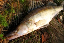Рыбалка со спиннингом. Поход за «клыкастым» весной