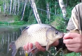 Ловля карася летом на фидер. «Волшебные шарики» 