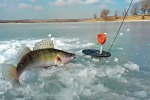 Зимняя рыбалка на живца