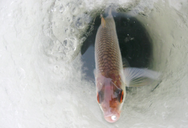Ловля на безмотылку по первому льду