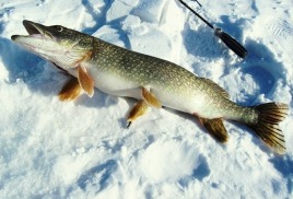 Эта снасть ловит много щуки без участия рыболова