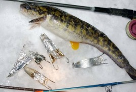 За налимов – уголовные дела