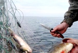 Главные враги рыбы – не браконьеры