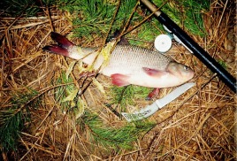 Ловля рыбы летом начинается с весны. Язь на фидер