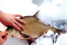 Лучшая мормышка на леща в слабый клёв. «Кобра»