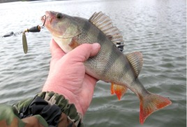 Ловля рыбы летом. Часть 3