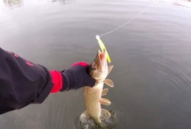 Рыбалка со спиннингом – весной под запретом. Почему?